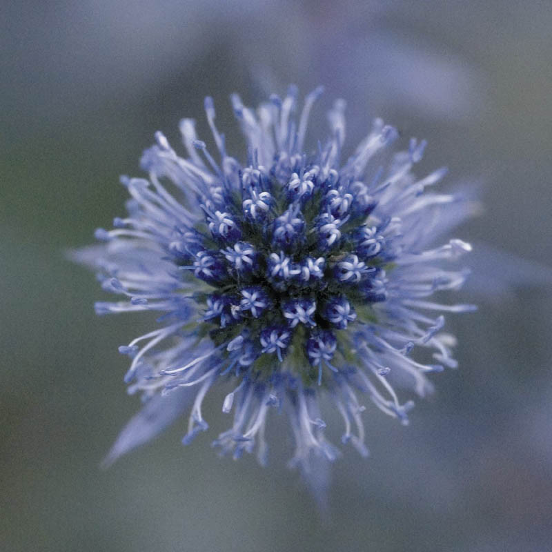 Eryngium planum 'Blue Glitter' (Flat Sea Holly)